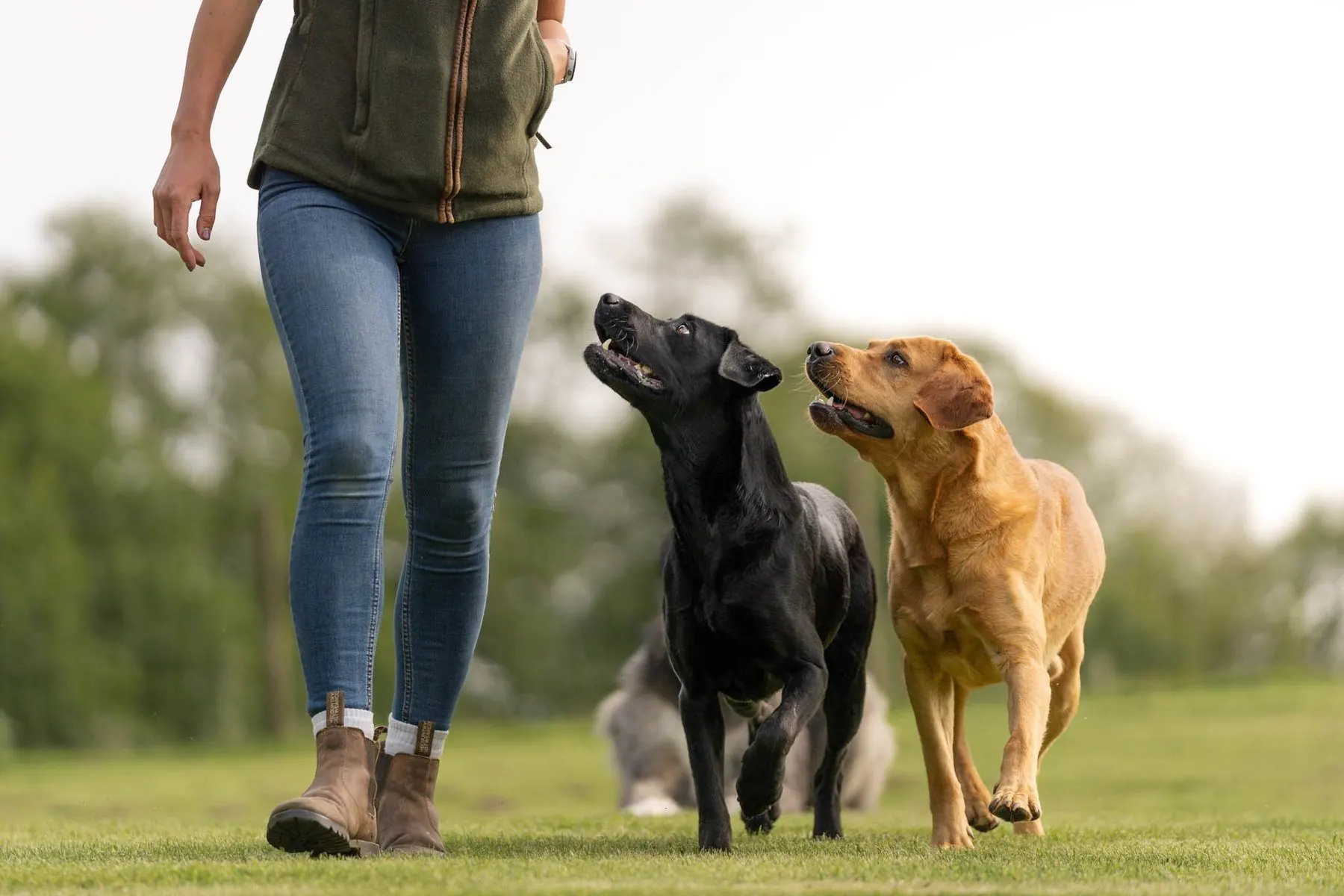 Two dogs running back to Emily across a field