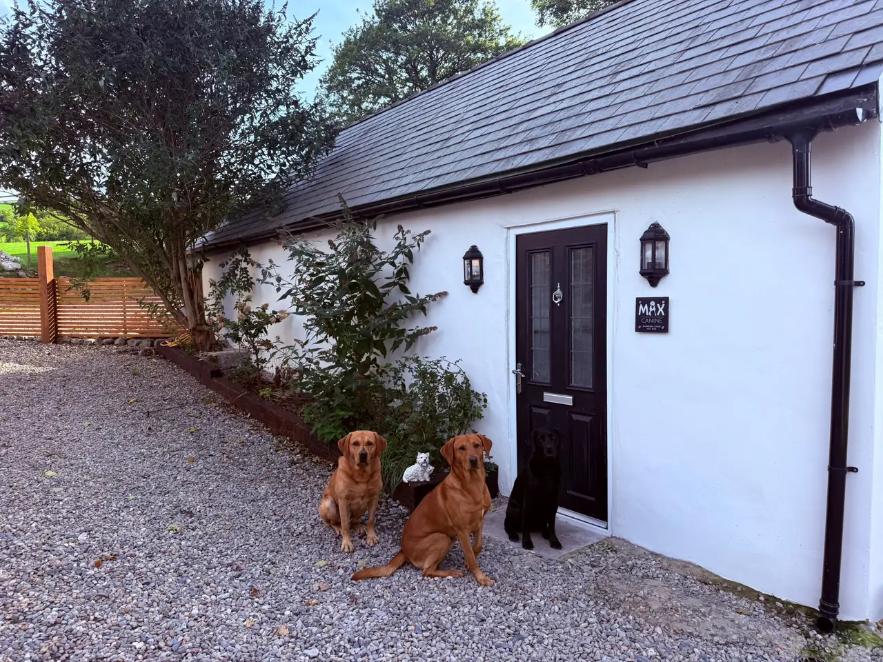 Two fox red Labradors and a black Labrador waiting at the door of the boarding block