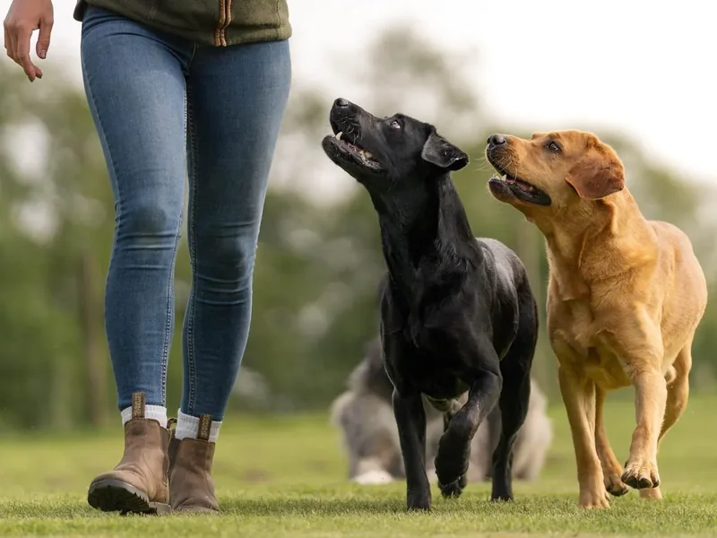 A black Labrador and a fox red Labrador walking to heel beside Emily, both looking up at her