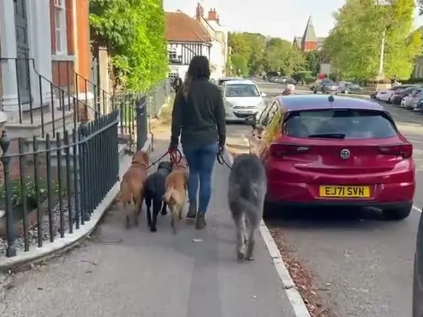 Emily walking dogs on lead along a residential street