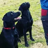 Monty, a one year old black Labrador